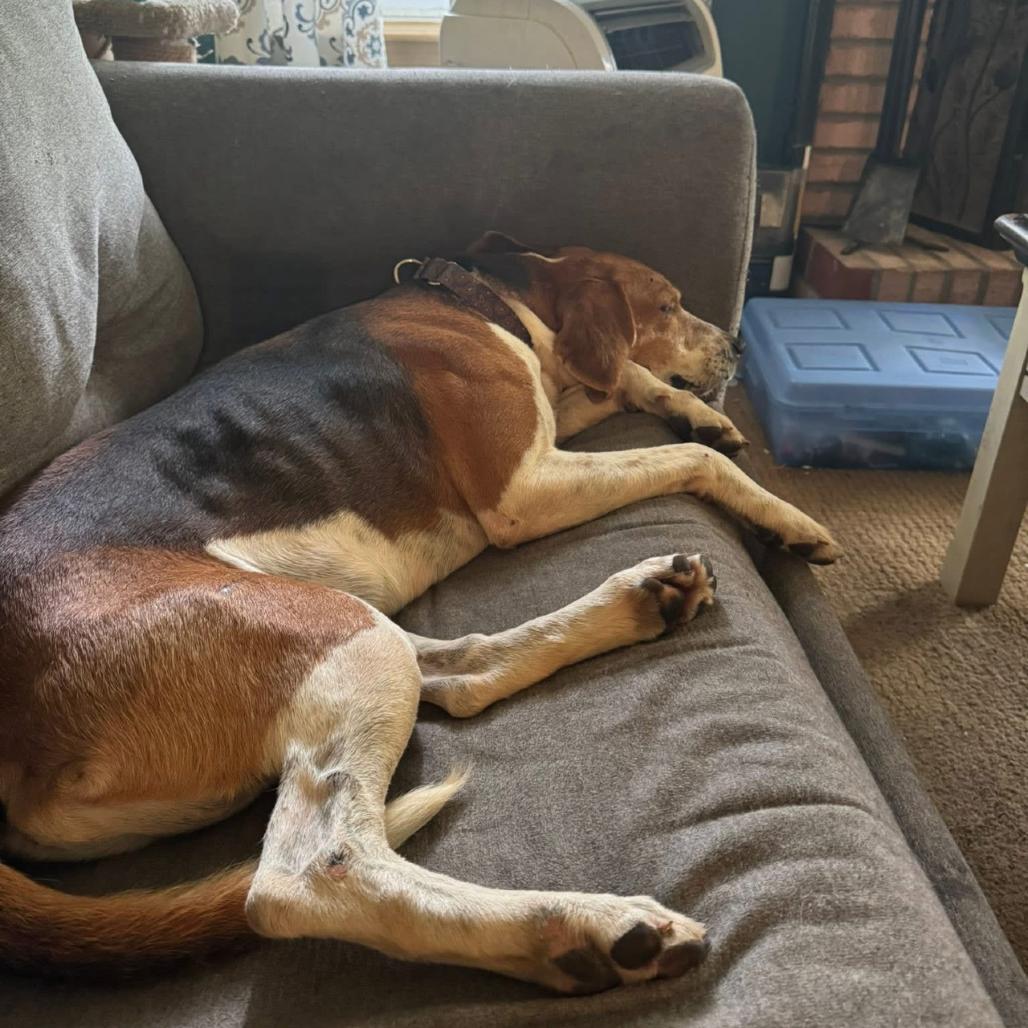 Ryder, Adoptable, Senior Male Hound & Mixed Breed.