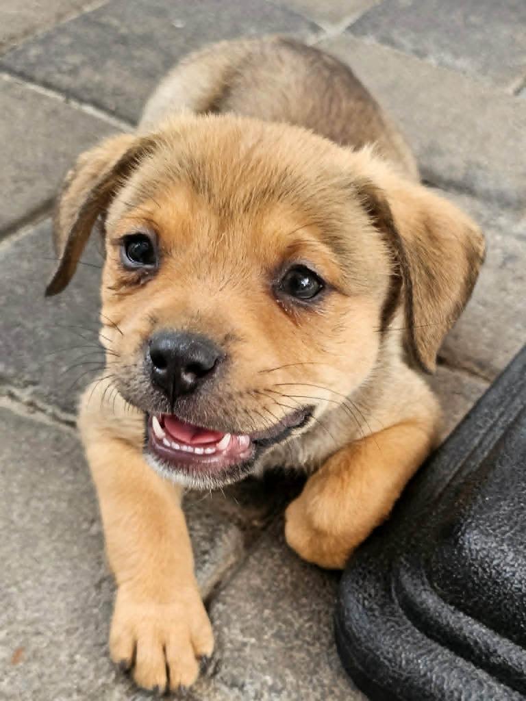 Enlarge Rumi, a Adoptable Mixed Breed in Mesa, AZ image 1/1