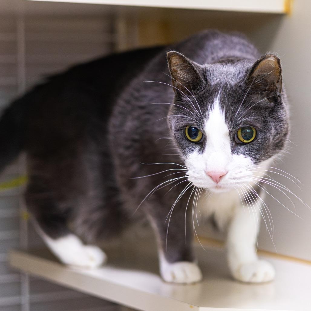 Enlarge Benji, a Adoptable Domestic Short Hair image 1/6