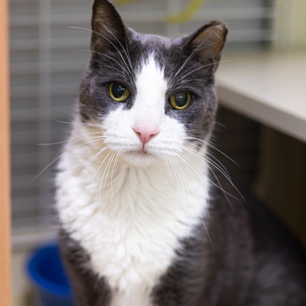 Enlarge Benji, a Adoptable Domestic Short Hair image 4/6