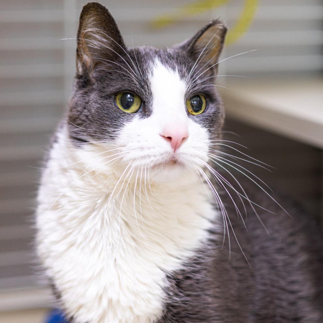 Enlarge Benji, a Adoptable Domestic Short Hair image 5/6