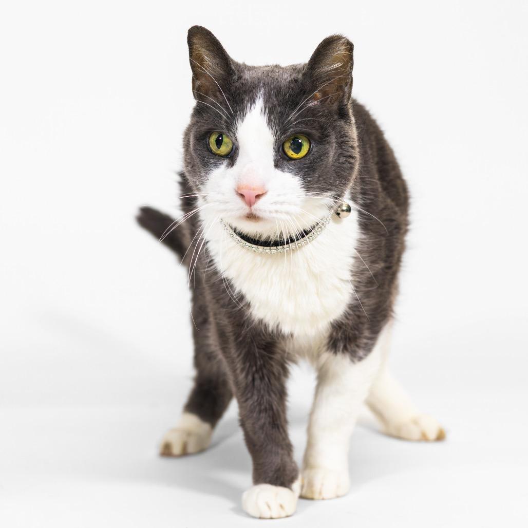 Enlarge Benji, a Adoptable Domestic Short Hair image 6/6