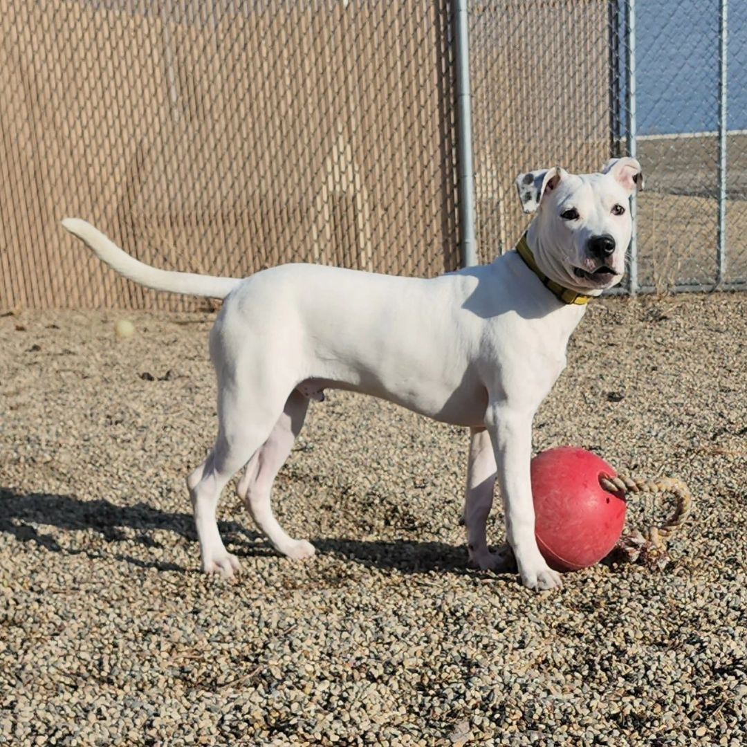 Rocko, Adoptable, Adult Male Pit Bull Terrier.