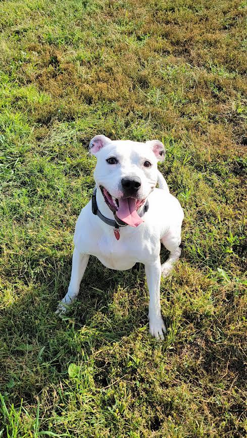 Enlarge Rocko, a Adoptable mixed breed in Wahpeton, ND image 6/6