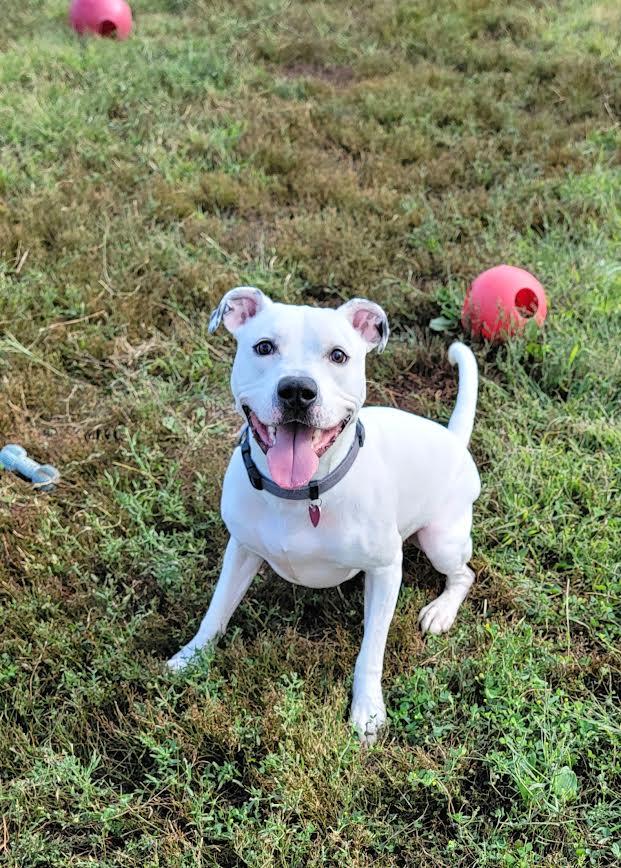 Rocko, an adoptable Pit Bull Terrier in Wahpeton, ND, 58075 | Photo Image 1