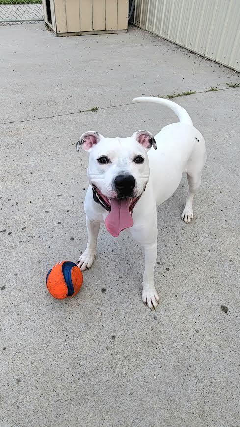 Enlarge Rocko, a Adoptable mixed breed in Wahpeton, ND image 5/6