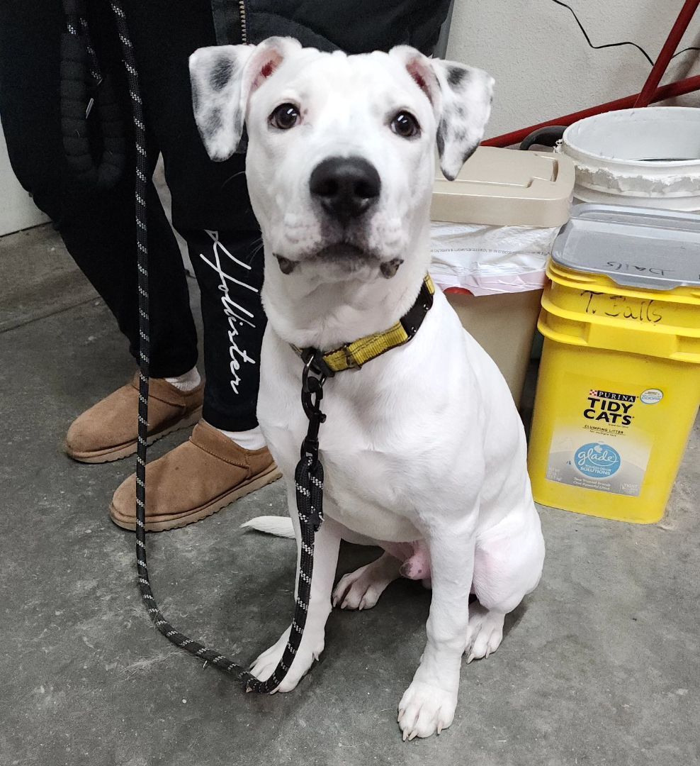 Enlarge Rocko, a Adoptable mixed breed in Wahpeton, ND image 2/6