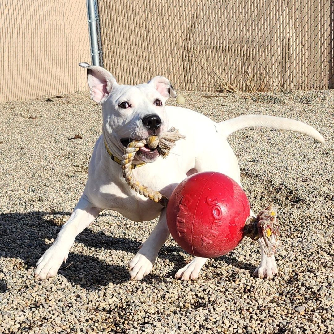 Rocko, an adoptable Pit Bull Terrier in Wahpeton, ND, 58075 | Photo Image 3
