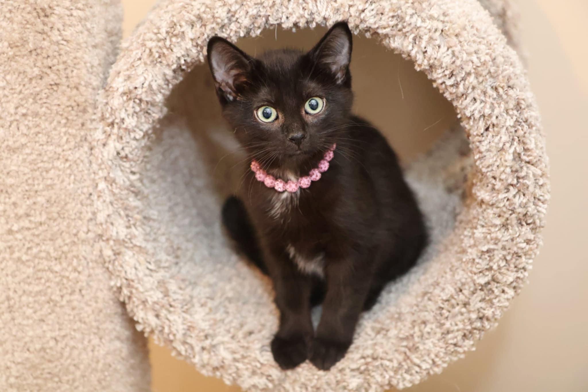 Boo, Baby Female Domestic Short Hair
