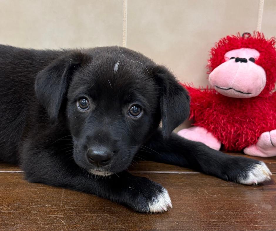 Heathcliff, adopted, Puppy Male Labrador Retriever.