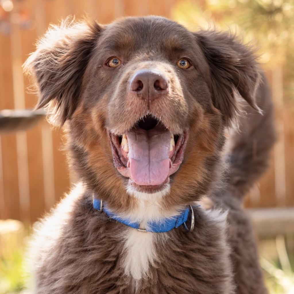 Ludo, Adoptable, Adult Male Australian Shepherd & German Shepherd Dog.