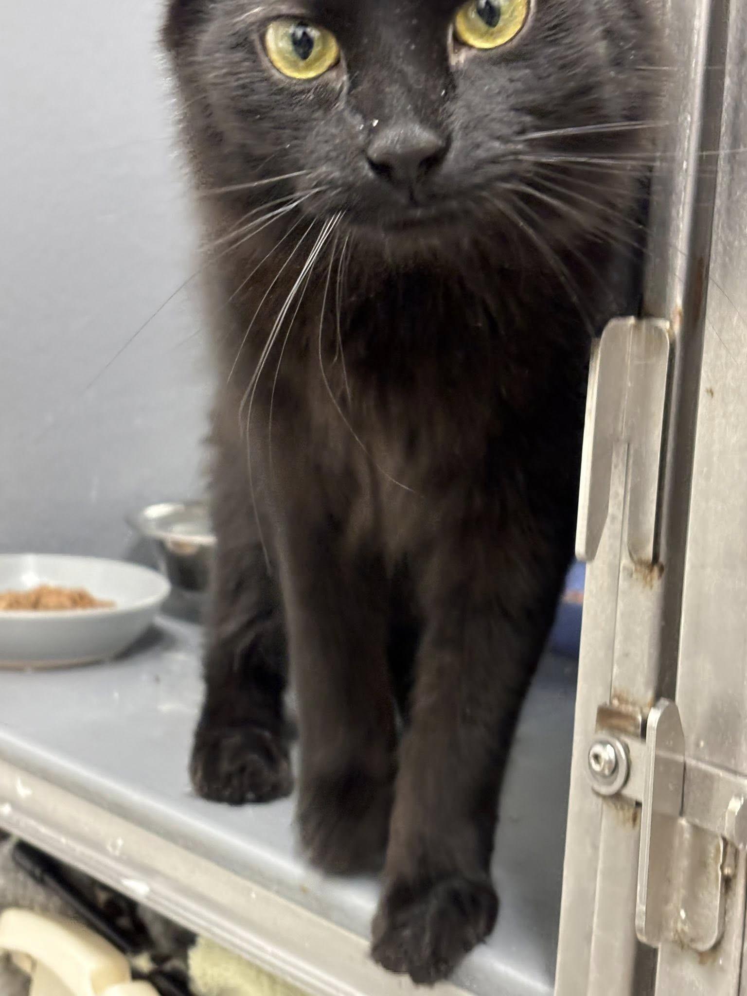 Shimmer , a ADOPTABLE Domestic Medium Hair in Staten Island, NY image 1/3