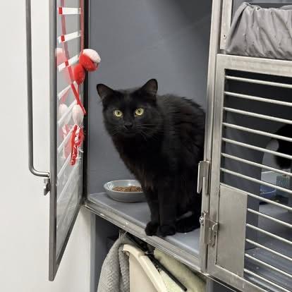 Shimmer , a ADOPTABLE Domestic Medium Hair in Staten Island, NY image 3/3