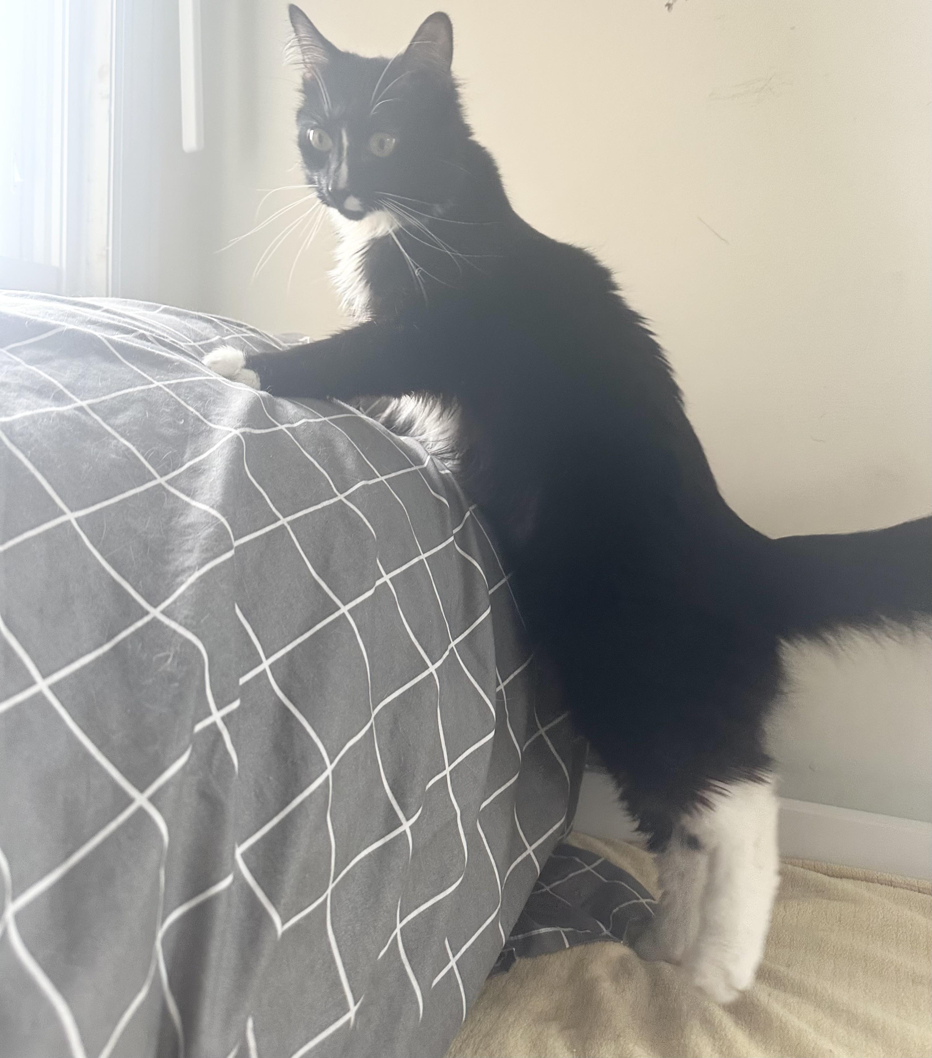 Enlarge Robin, a Adoptable Tuxedo in New York, NY image 5/6