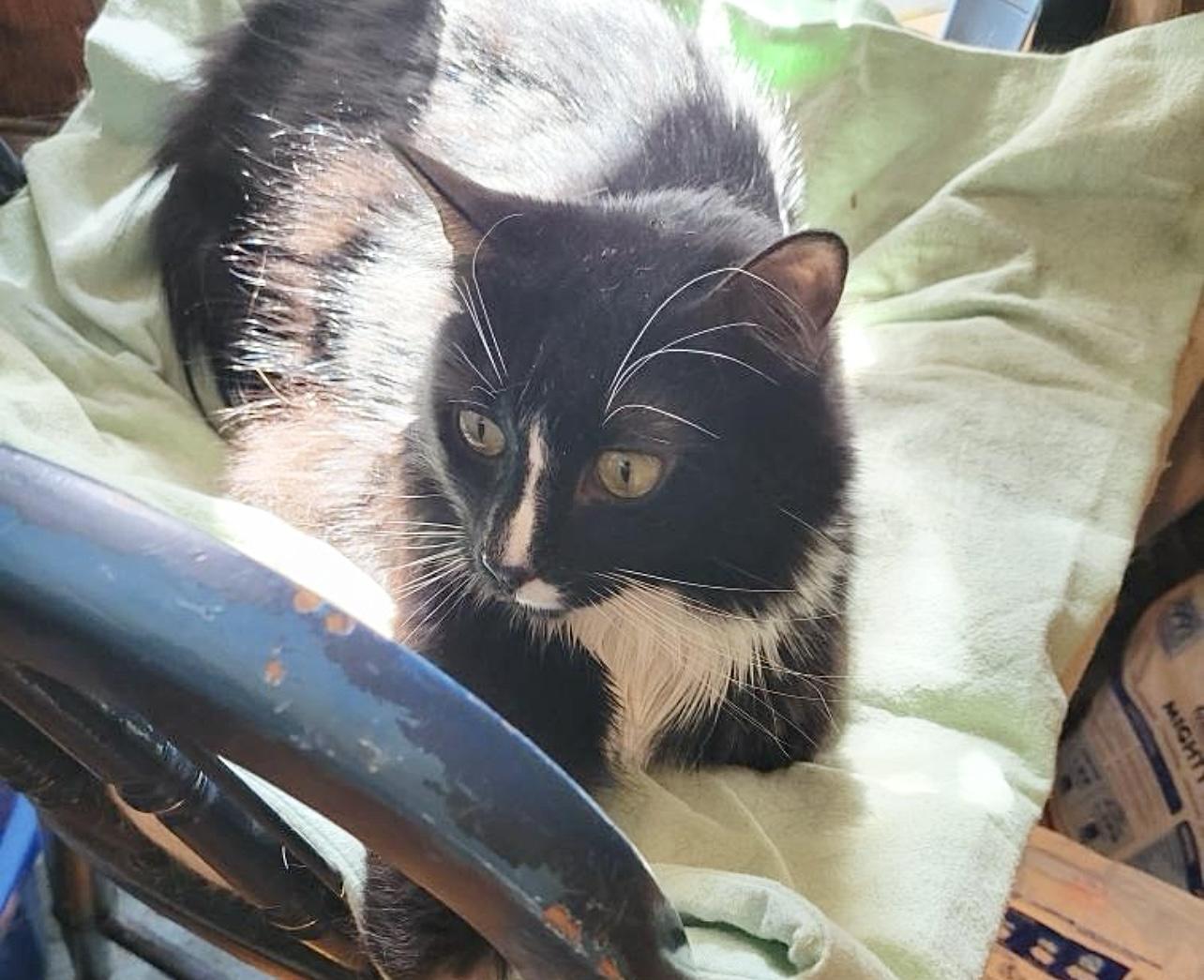 Enlarge Robin, a Adoptable Tuxedo in New York, NY image 4/6