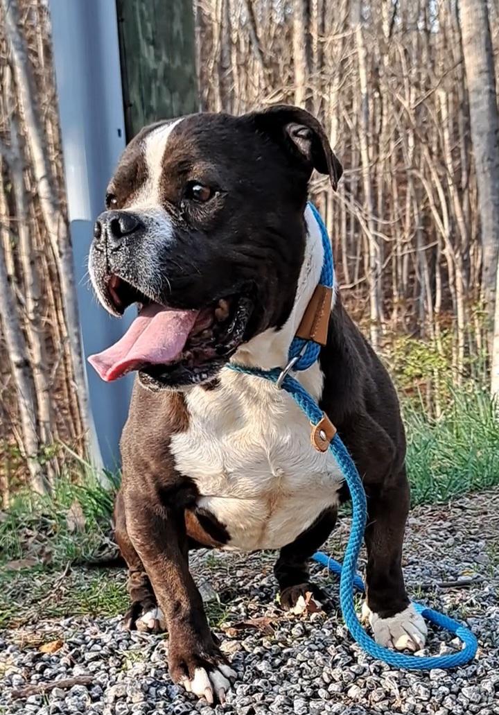 Harlie Bulldog Sis, an adopted mixed breed in Westminster, SC image 4/6