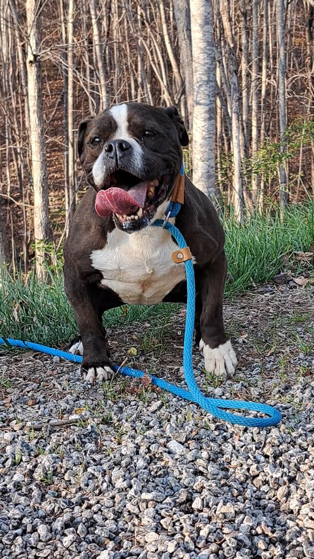 Harlie Bulldog Sis thumbnail 3