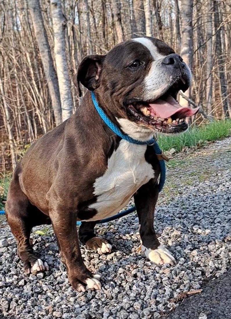 Harlie Bulldog Sis, an adopted mixed breed in Westminster, SC image 2/6