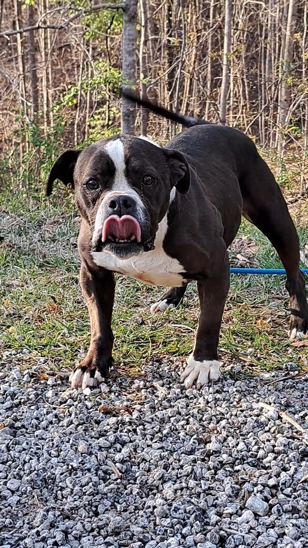 Harlie Bulldog Sis, an adopted mixed breed in Westminster, SC image 3/6