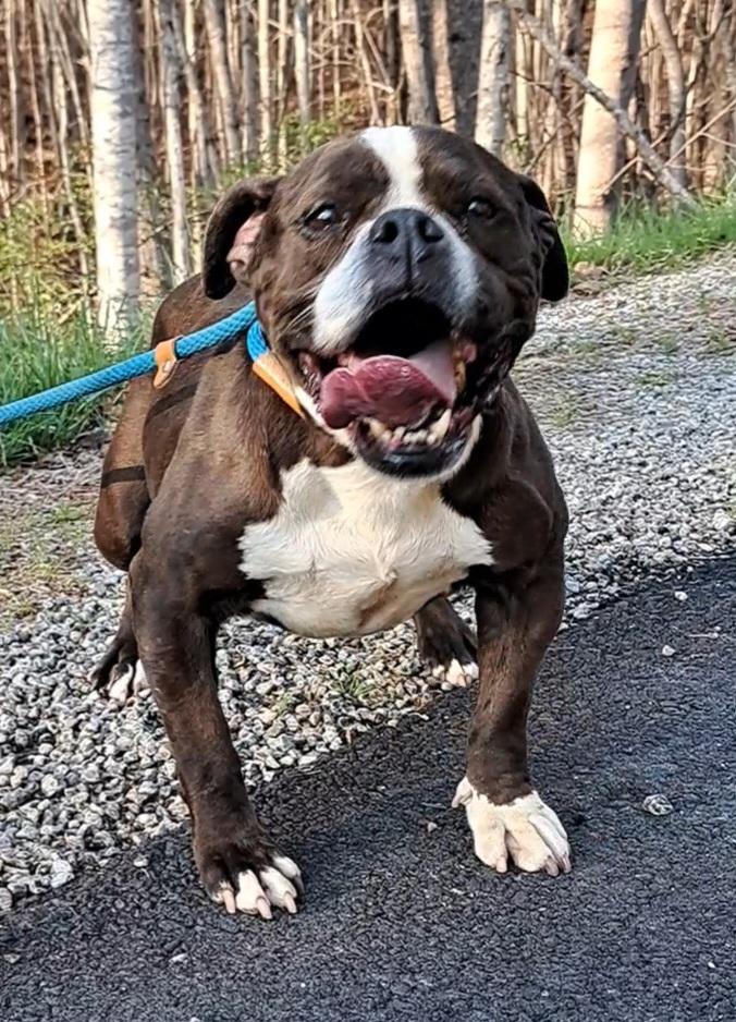 Harlie Bulldog Sis, an adopted mixed breed in Westminster, SC image 1/6