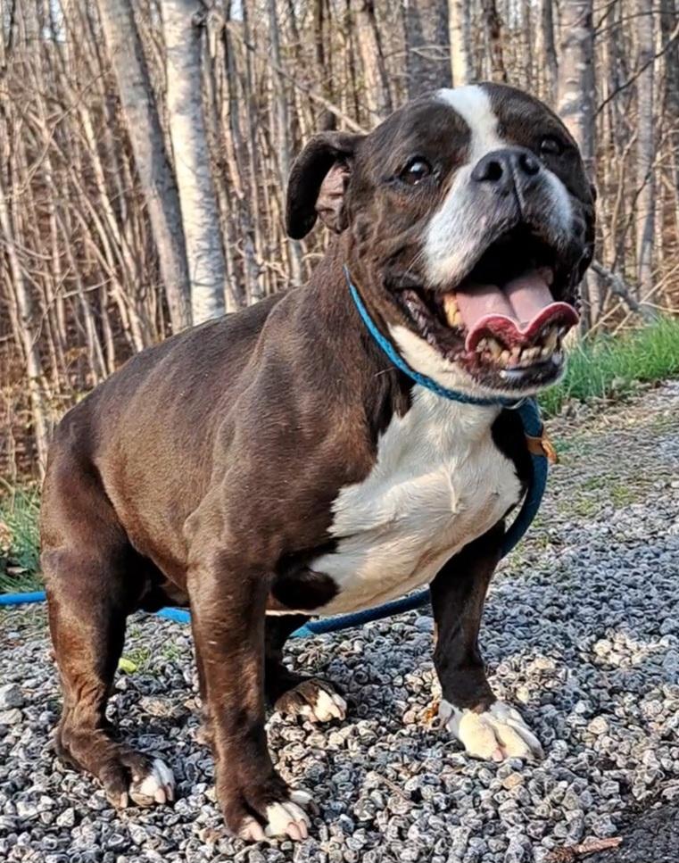 Harlie Bulldog Sis, an adopted mixed breed in Westminster, SC image 5/6