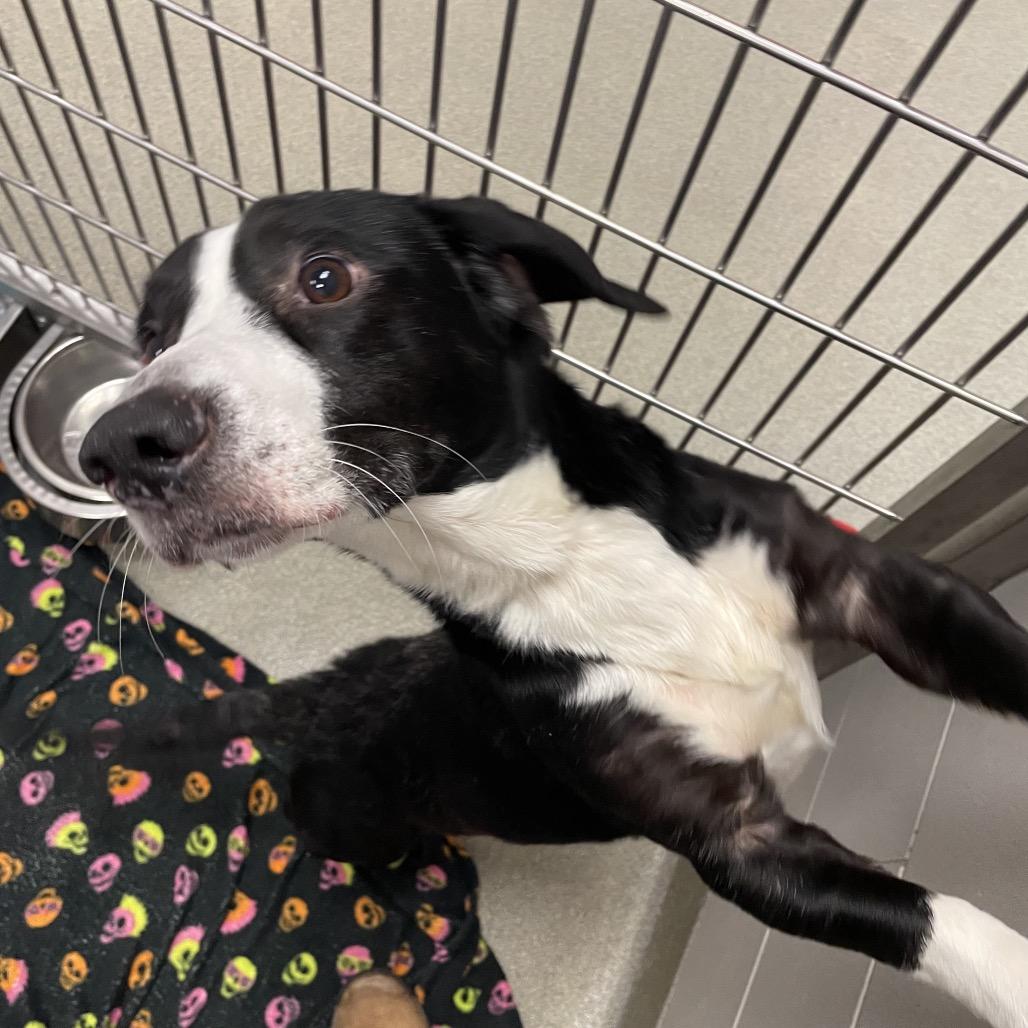 Tippy, Adoptable, Adult Male Basset Hound & Mixed Breed.