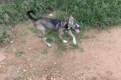 Letty, Adoptable, Young Female Shiba Inu & Husky.