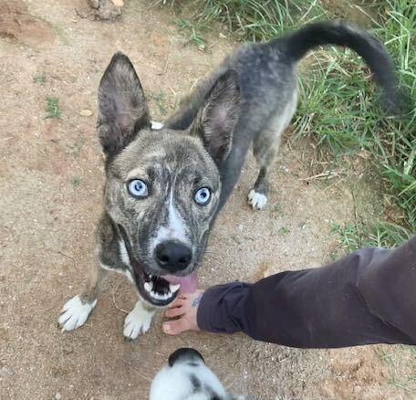 Enlarge Letty, a Adoptable mixed breed in Silver Spring, MD image 2/6