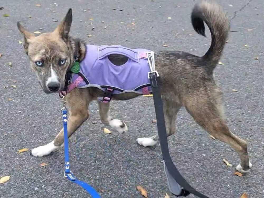 Enlarge Letty, a Adoptable mixed breed in Silver Spring, MD image 3/6