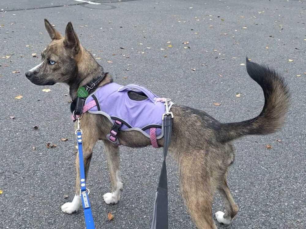 Enlarge Letty, a Adoptable mixed breed in Silver Spring, MD image 5/6
