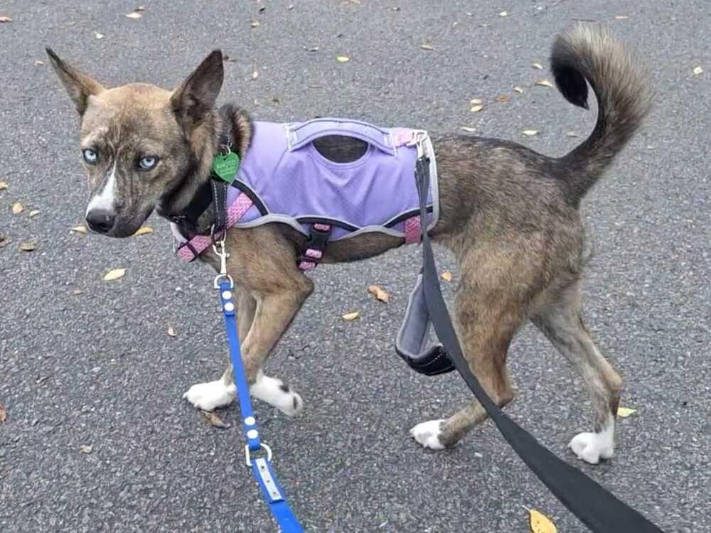Enlarge Letty, a Adoptable mixed breed in Silver Spring, MD image 6/6