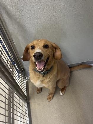 Enlarge Blade, a Adoptable mixed breed in Norfolk, VA image 1/3