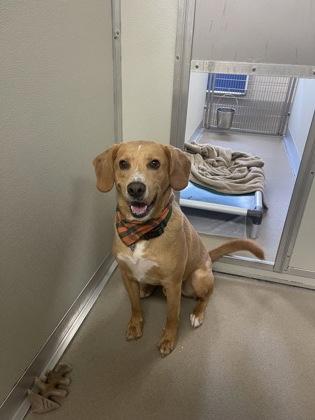 Enlarge Blade, a Adoptable mixed breed in Norfolk, VA image 2/3