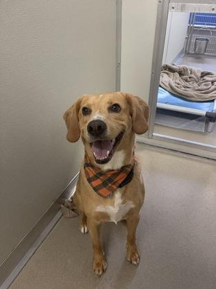 Enlarge Blade, a Adoptable mixed breed in Norfolk, VA image 3/3