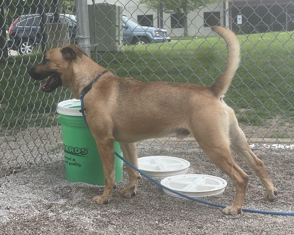 Jerry (in a FOSTER home) photo 2