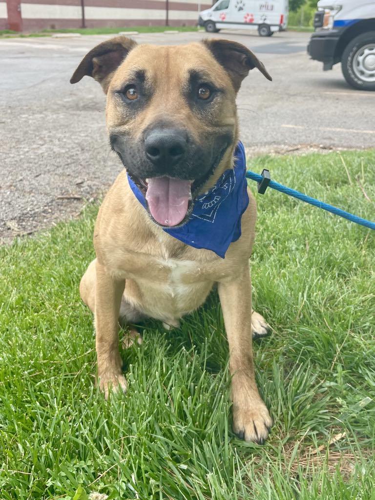 Jerry (in a FOSTER home), Adult Male Labrador Retriever