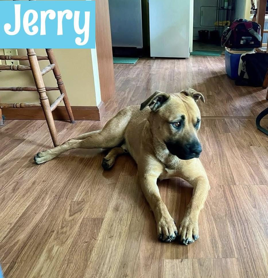 Jerry (in a FOSTER home) photo 3