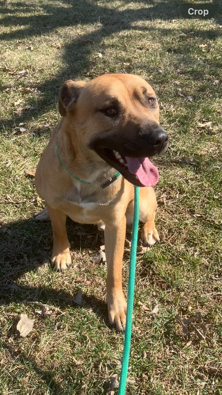 Jerry (in a FOSTER home) photo 5
