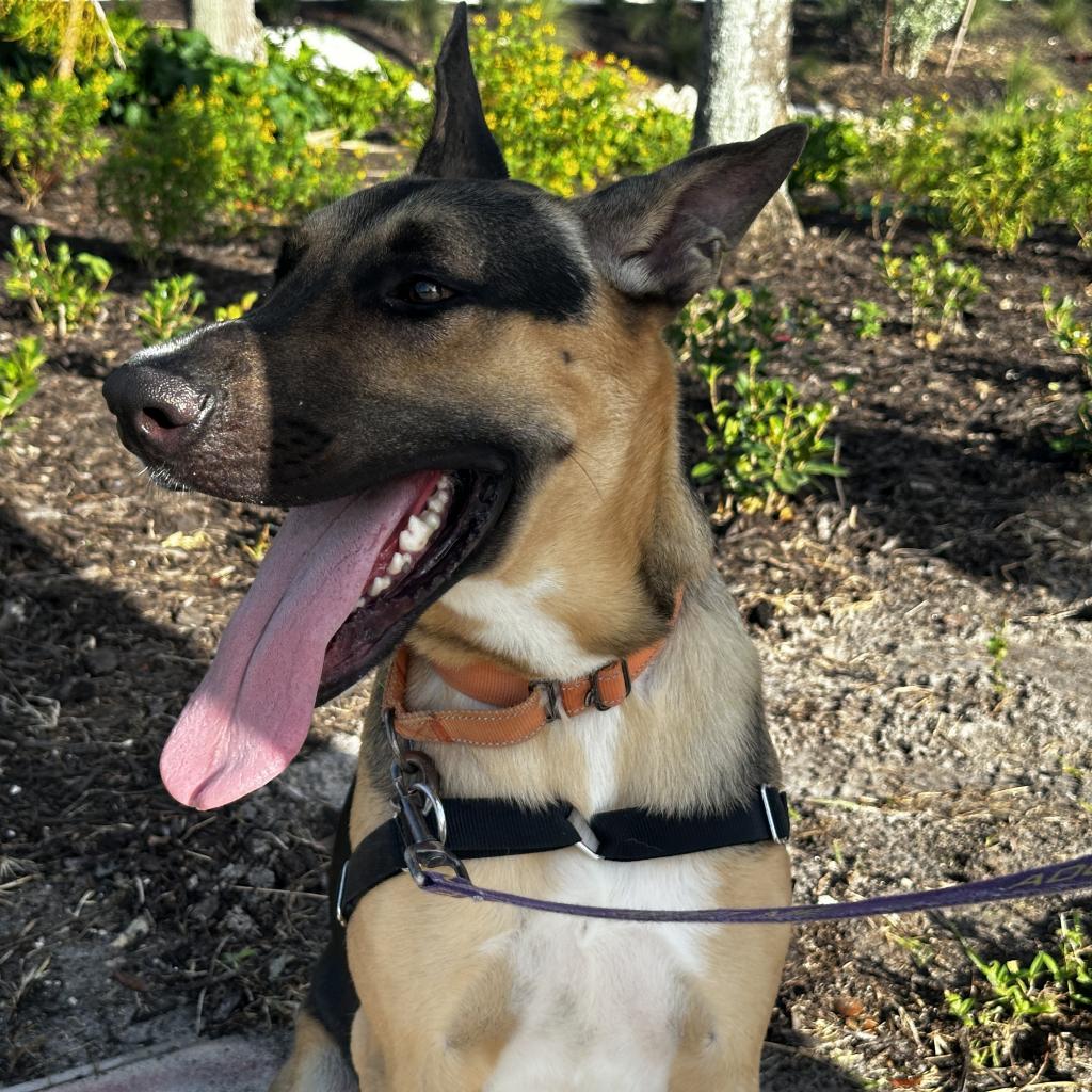 Choco, Adoptable, Adult Male Mixed Breed.