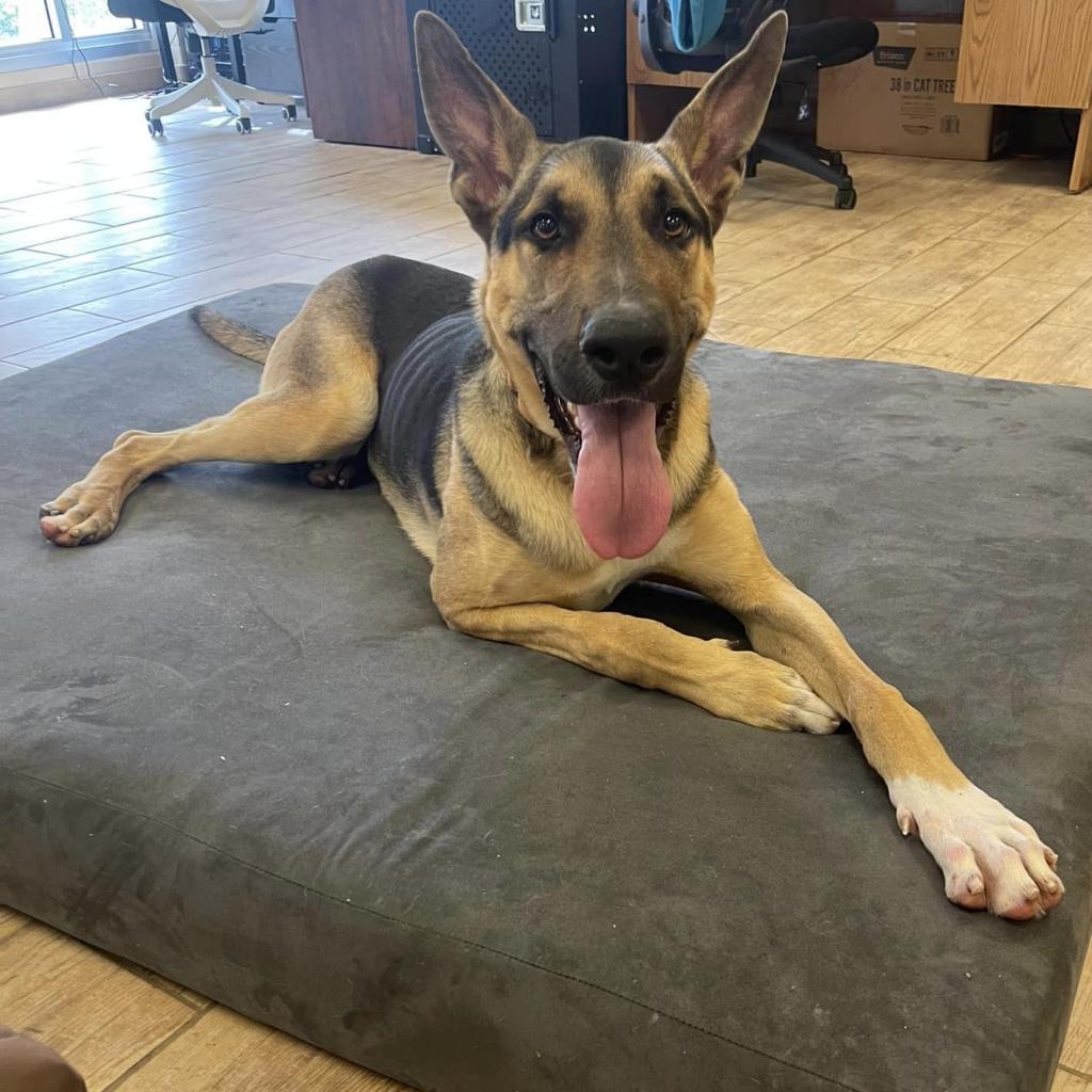 Enlarge Choco, a Adoptable Mixed Breed in Naples, FL image 2/6