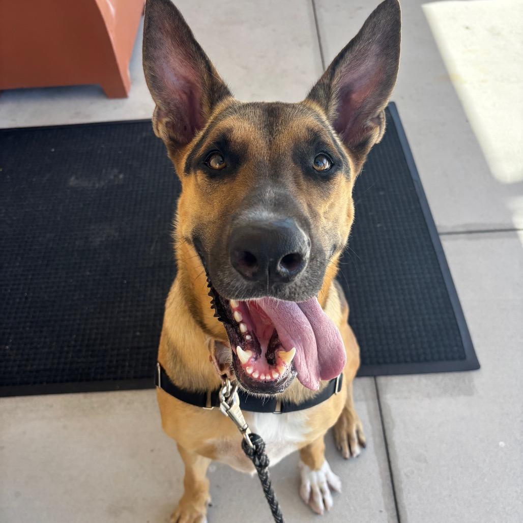 Enlarge Choco, a Adoptable Mixed Breed in Naples, FL image 3/6