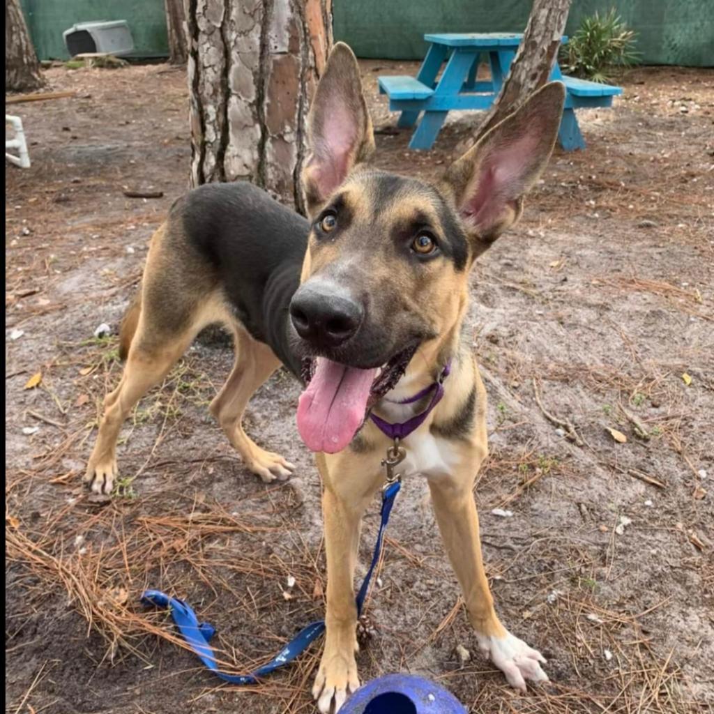 Enlarge Choco, a Adoptable Mixed Breed in Naples, FL image 4/6