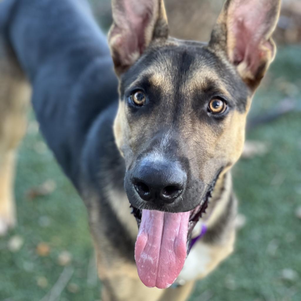 Enlarge Choco, a Adoptable Mixed Breed in Naples, FL image 5/6
