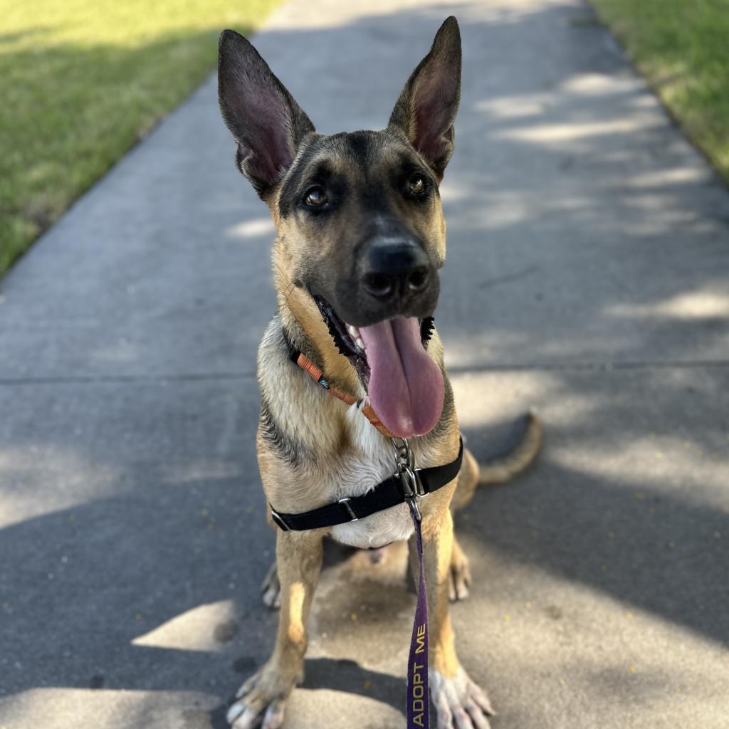 Enlarge Choco, a Adoptable Mixed Breed in Naples, FL image 6/6