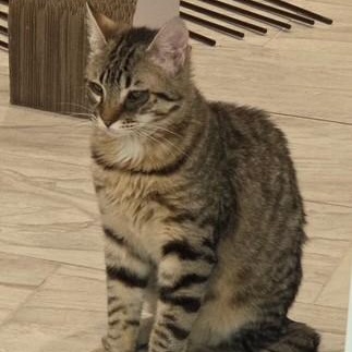 Dexter, Young Male Domestic Short Hair