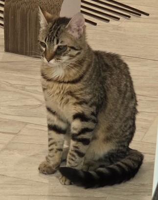 Enlarge Dexter, a Adoptable Domestic Short Hair in west Warwick, RI image 2/2