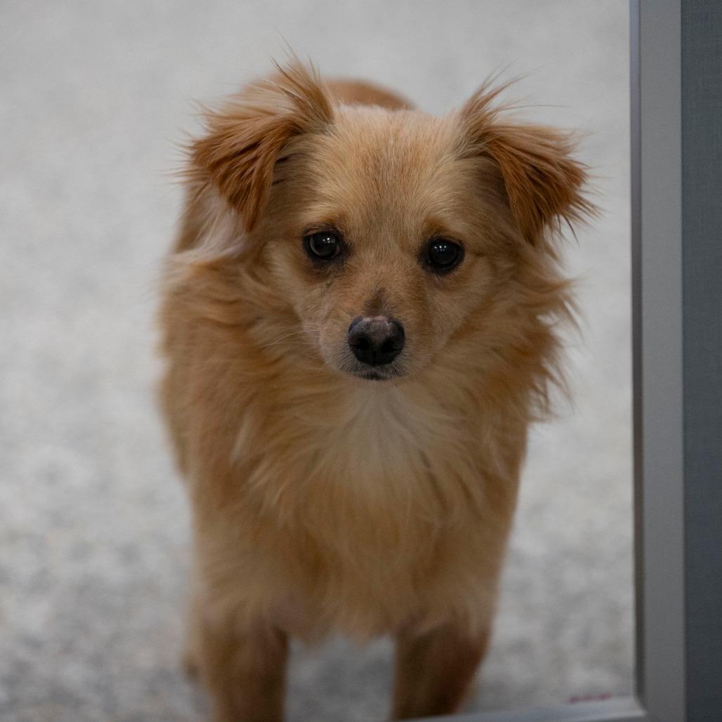 Latte (MR26-118), a Adoptable mixed breed in Peyton, CO image 2/6