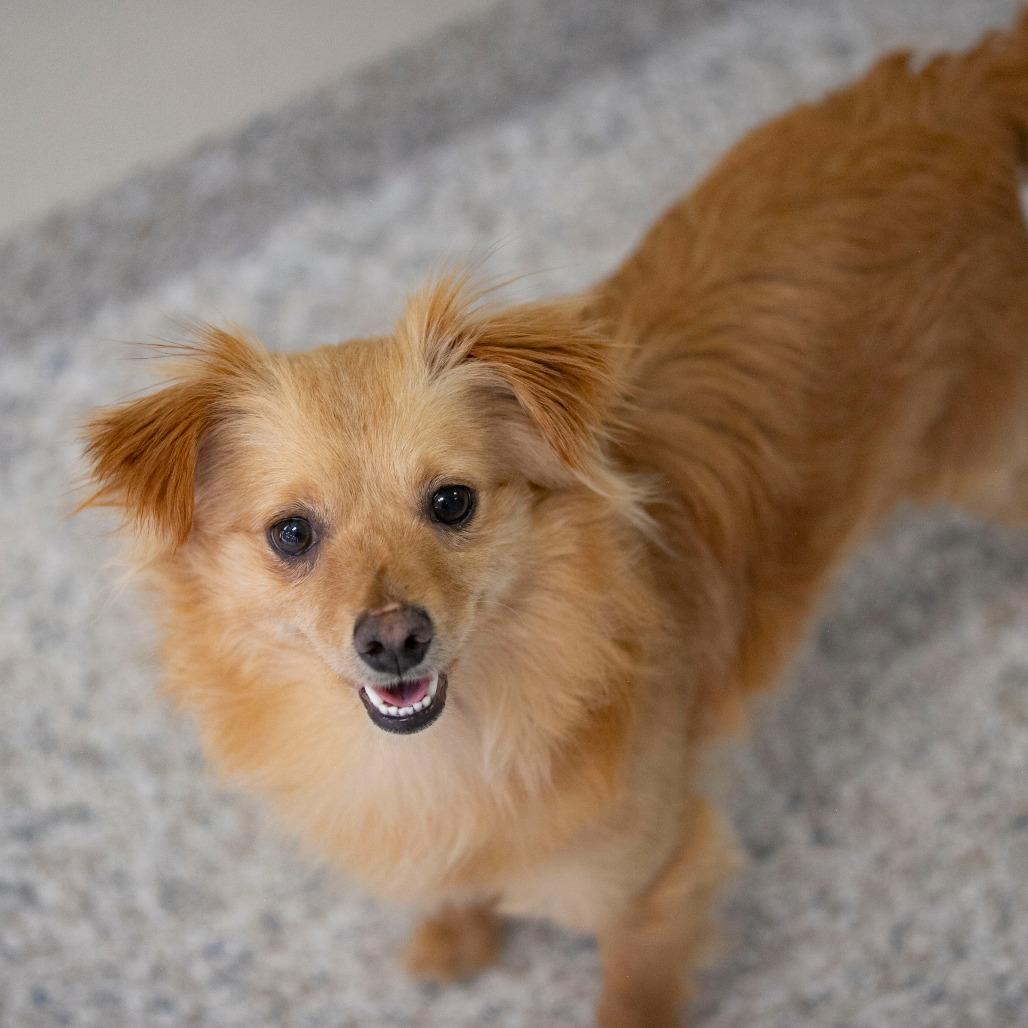 Latte (MR26-118), a Adoptable mixed breed in Peyton, CO image 3/6