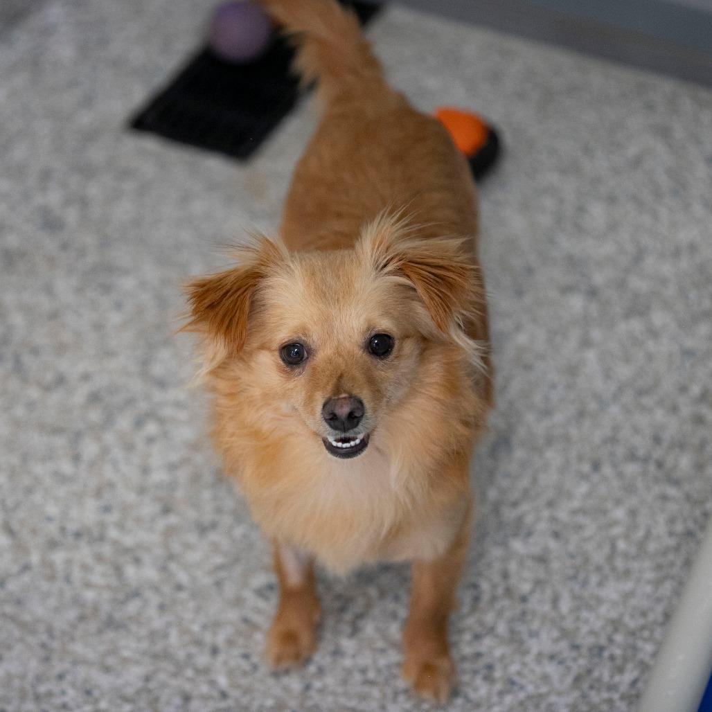 Latte (MR26-118), a Adoptable mixed breed in Peyton, CO image 4/6
