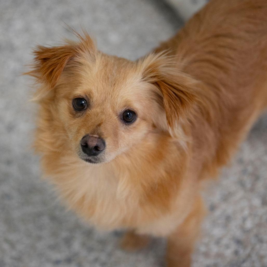 Latte (MR26-118), a Adoptable mixed breed in Peyton, CO image 5/6